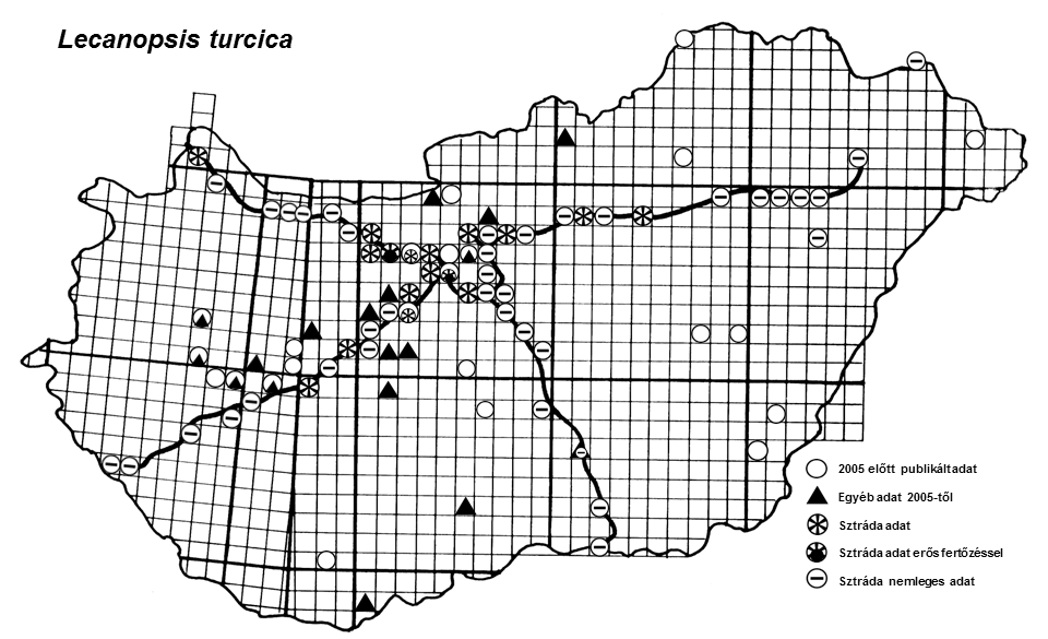 49. ábra: Lecanopsis