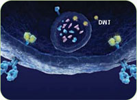 TDM1 hatásmechanizmusa 1. TDM1 a trastuzumab részével hozzákötõdik a HER2- receptorhoz 2.