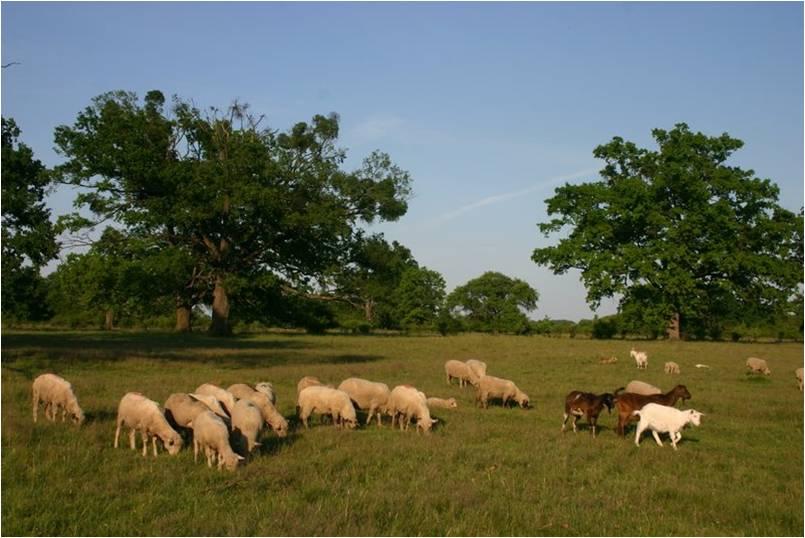 Álattenyésztés Gyepre alapozott (extenzív) állattenyésztés újraélesztése (szarvasmarha, bivaly, ló, sertés, baromfi) Hagyásfás, puhafás legelők