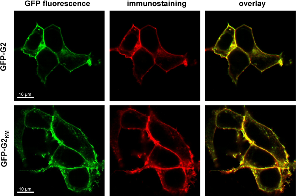 670 T.I. Orbán et al. / Biochemical and Biophysical Research Communications 367 (2008) 667 673 Fig. 2. Subcellular localization of GFP-tagged ABCG2.