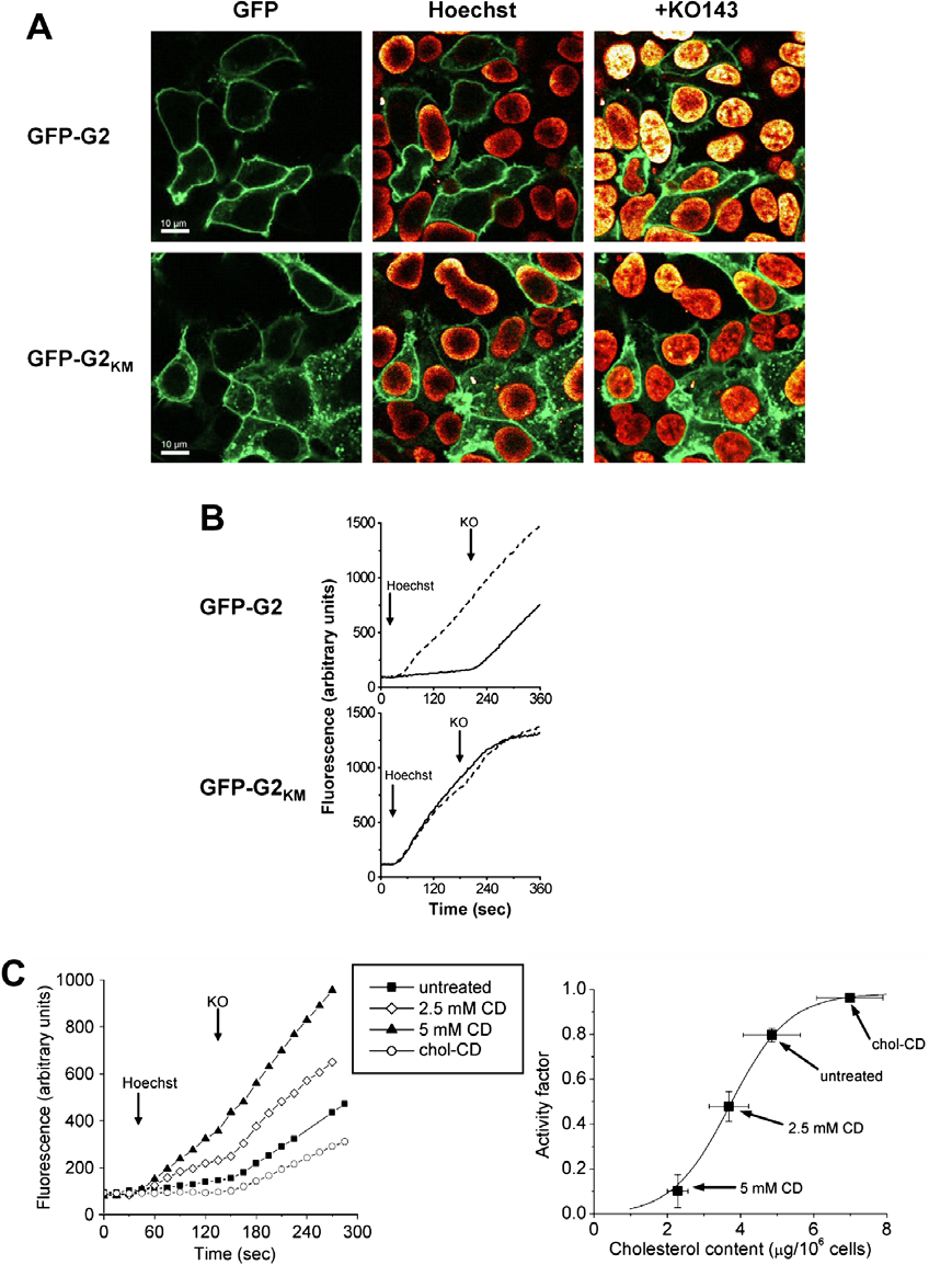 672 T.I. Orbán et al. / Biochemical and Biophysical Research Communications 367 (2008) 667 673 Fig. 4. Fluorescent dye uptake in cells expressing GFP-G2.