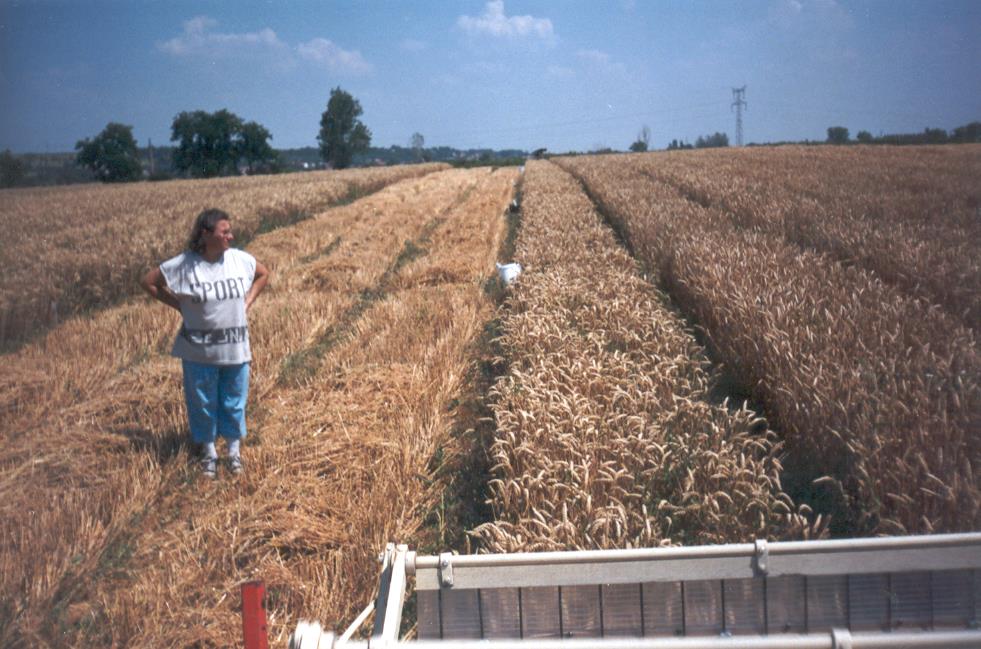 növényállomány az agrotechnikai kezelésekre, 3