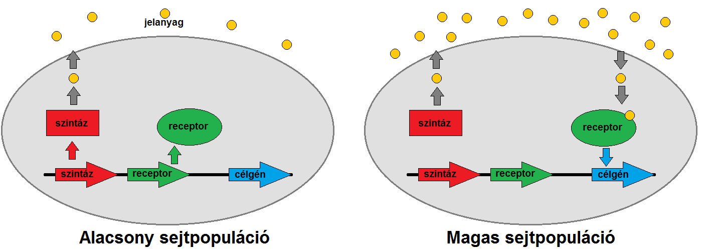 2.3. ábra Quorum Sensing A quorum sensing működése alacsony illetve magas jelanyag koncentráció esetén.