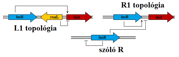 Burkholderia xenovorans LB400 (PBE csoport): Ez a csoport viszonylag kevés quorum sensing topológiát tartalmaz, így a szabályozása sokkal egyszerűbb, mint az előző két esetben.