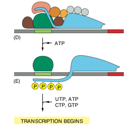 Az in vitro transzkripció összetevői In vivo In vitro Linearizált DNS templát Fág RNS polimeráz 4 dntp