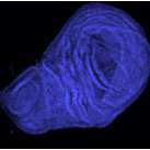 Uracil-DA in Drosophila dutpáz jelenléte negatív korrelációt mutat a DS-beli uracil szinttel Relative dutpase mra level Relative dutpase mra level dutpase