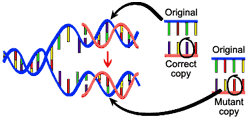 Depending on strain, this mutation was due to