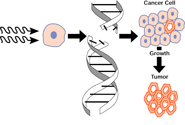 Daganatképződés fázisai: 1. iniciáció (transzformált sejtek létrejötte), 2.