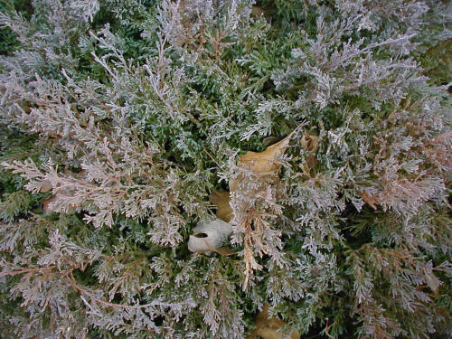 Juniperus horizontalis Blue Chip Kék henyeboróka Alakja: 50cm magas, talajon fekvő hajtásrendszerű Levél: tűlevelei világoskékek, télen lilás árnyalatúak Napos helyet igényel.