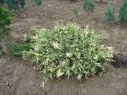 Juniperus sabina Variegata Sárga-tarka kúszóboróka Alakja: 1m magas, 2m szélesen elterülő, terebélyes Levél: szürkészöld