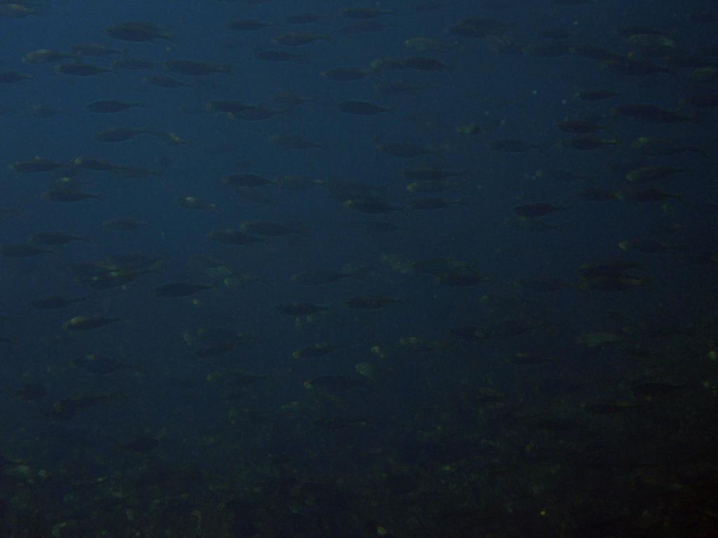 Ökológiai eredmények a mintavételek alapján A Sebes-Körös körösladányi halcsatornában a reofil fajok relatív abundancia értéke magasabb, mint a felvízi, ill. az alvízi szakaszon.