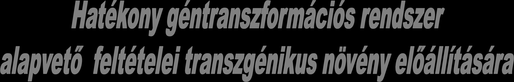 Nemesítésben használható transzformációs protokoll Agronómiailag hasznos gén transzformáció céljára Transzformációhoz felhasználható célgenom: hagyományos nemesítéssel előállított homozigóta növény