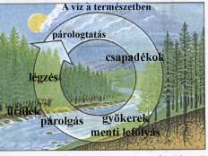 A Föld felszínének 71%-át víz borítja, míg a szárazföld 29%-á teszi ki. A bolygó tömegének 7%-át teszi ki a víz, míg a szárazföld a 93%-át. 1.7.1.1. A víz körforgása a természetben A természetben a víz örökös körforgásban van, amit a napsugárzás és a gravitációs erő tesz lehetővé.