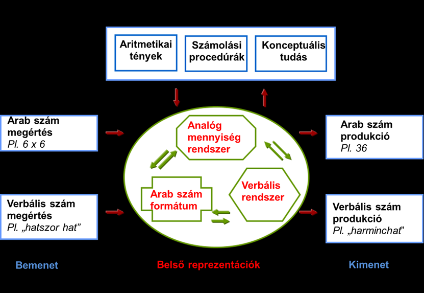 A számolás (numerikus megismerés) főbb kognitív modelljei