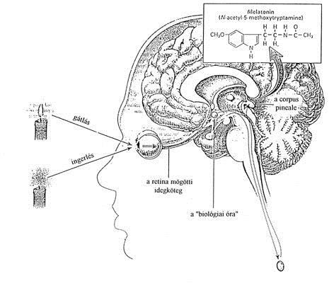 A biológiai óra Suprakiazmatikus mag (SCN): mag és kéregi (héj) régió látóideg kereszteződés VIP: vazoaktív
