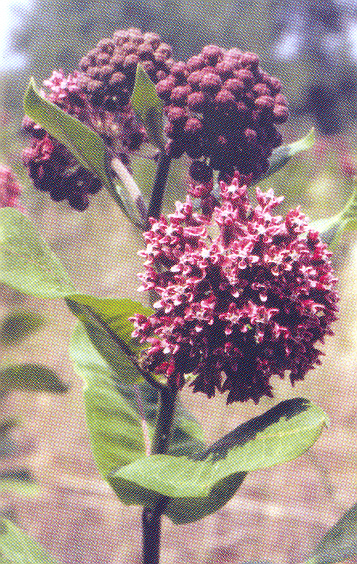 Selyemkóró (Asclepias syriaca) Régen többféleképpen is hasznosították; pl.