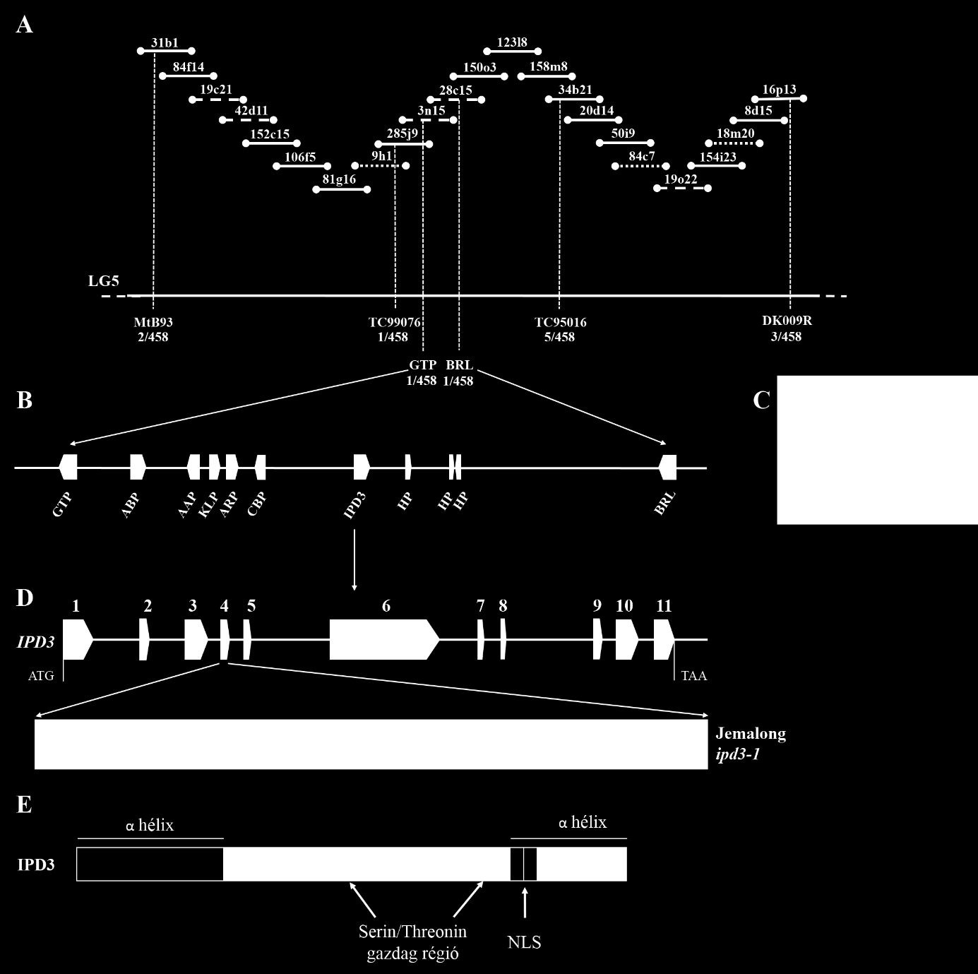 5.11. ábra: Az IPD3 genomi régiója, a deléció azonosítása; IPD3 fehérje szerkezete. A, ipd3-1 mutáns lókuszt tartalmazó BAC kontig MtB93 és DK009R szorosan kapcsolt határoló markerek között.