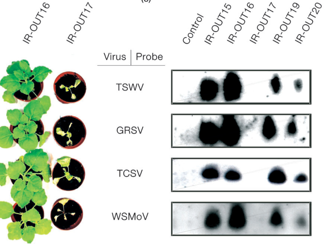 Transzgénikus multivírus rezisztencia Tosposviruses gazd- fontos negatív szálú vírusok. A transzgén egy-egy darabot ford.