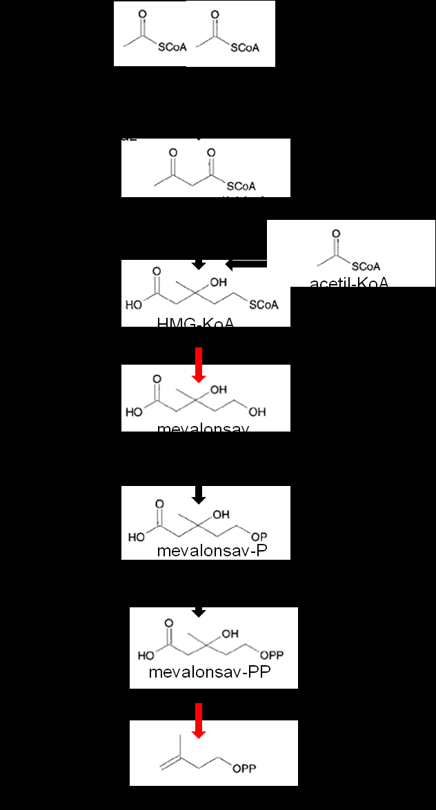 Irodalmi áttekintés 14 Antioxidáns hatásuk szerkezetüktől (kettős kötések száma, a funkciós csoportok elhelyezkedése és száma), valamint a membránban elfoglalt pozíciójuktól és orientációjuktól függ.