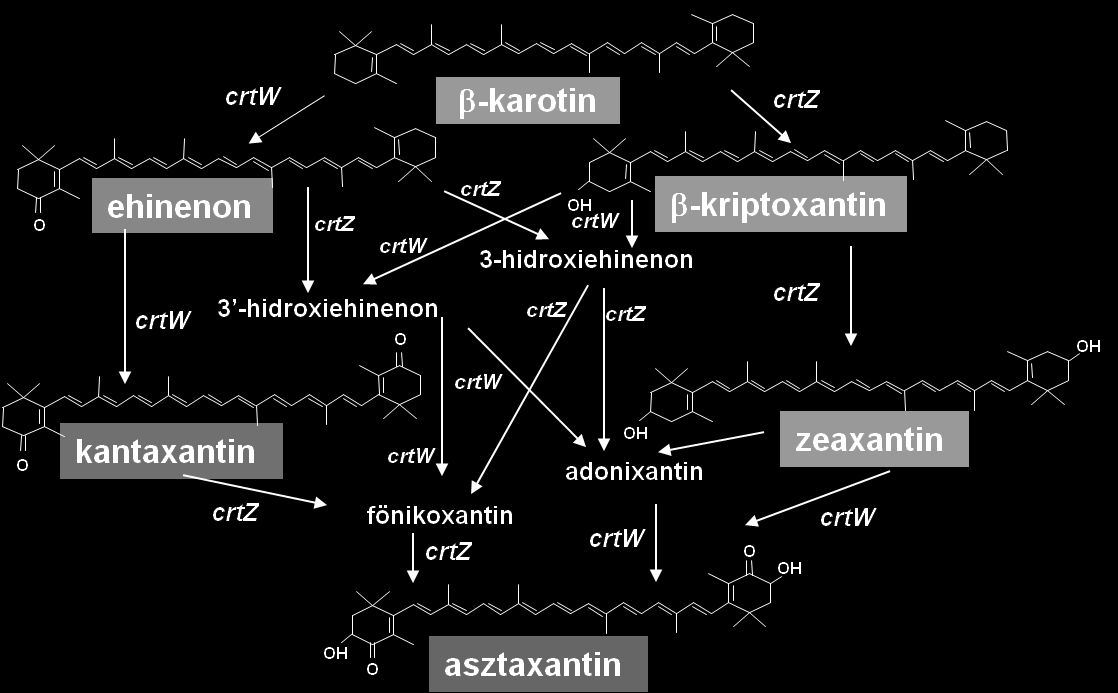 Irodalmi áttekintés 22 kantaxantinná, a zeaxantint és az adonixantint (3,3 -dihidroxi-β,β-karotin-4-on) szintén asztaxantinná alakítja. A 9. ábra a Paracoccus sp.