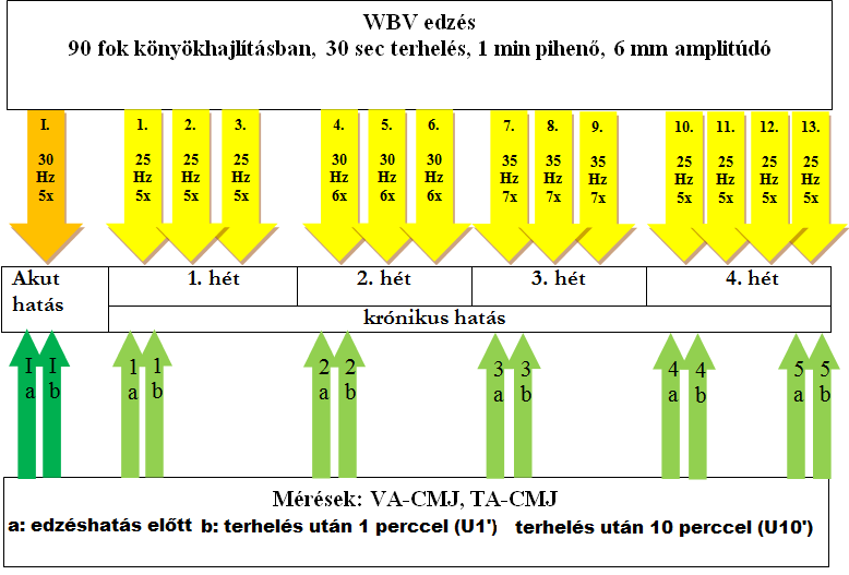 5.2.2 Akut hatásvizsgálatnál alkalmazott vibrációs protokoll leírása.