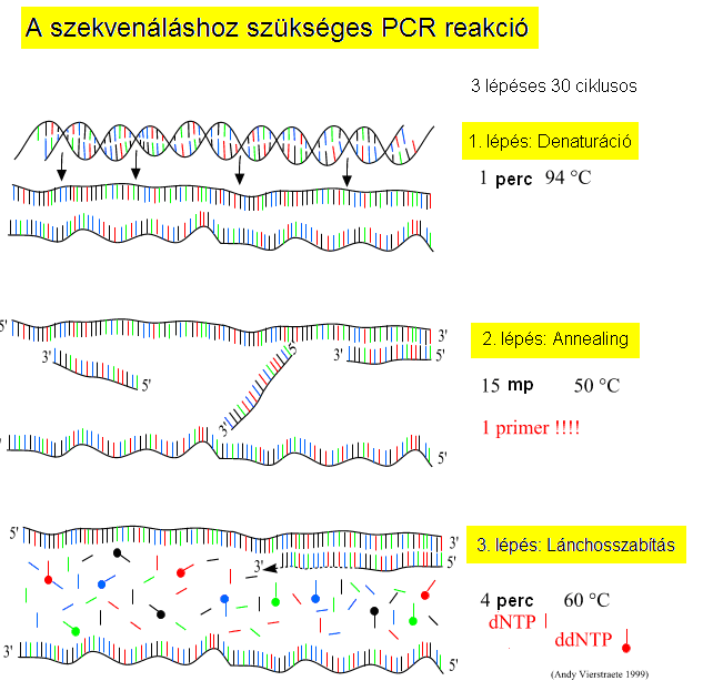 végjelölt fragmenteket a kapilláris elektroforézis útján elválasztja egymástól, és a detetektálja a floureszcens festék típusát. A PCR reakció lépései a következők (2.ábra): 1.