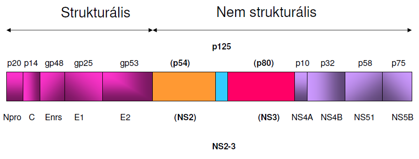 A Pestivirusok (BVDV) NS3 nem strukturális proteinje - NS3 illetve NS2-3 régebbi nevén p80/p125 - Tripszinszerű serin proteináz ÉS nukleozid trifoszfatáz -