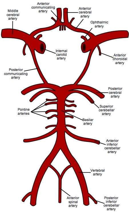 3. ábra Circulus Willisii Forrás: Gray s Antomy The Anatomical Basis of Medicine and Surgery