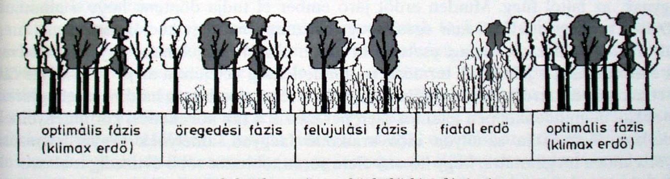 2.4. ERDŐDINAMIKA Kis szukcessziós ciklus - bolygatások!