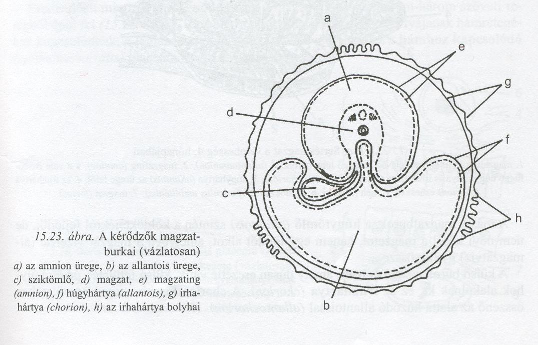 MAGZATBURKOK A csíralemezek kialakulásával egyidőben a köldöktájékról kifejlődnek a sziktömlő és