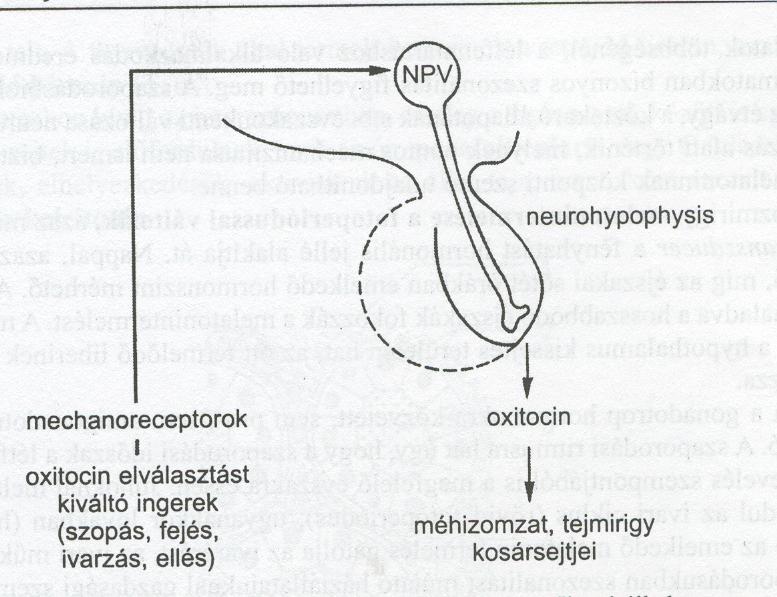 A Fergusson-reflex Az oxitocin elválasztás