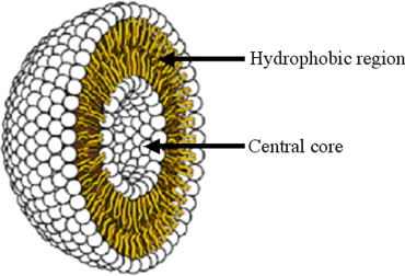 Lipid tartalmú DDS Micellum Foszfolipid gömb