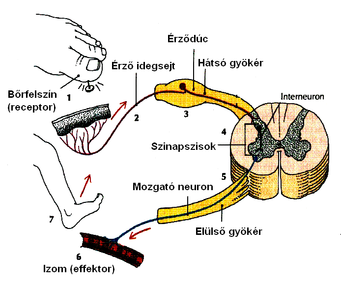 Exteroceptív