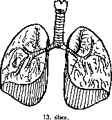 67 gocskákban végződnek. Ε végtelen apró hólyagocskák száma százmillióra is rúg, hártyafalúak, porc bennük nincs. A gégecső és elágazásai még a mm.