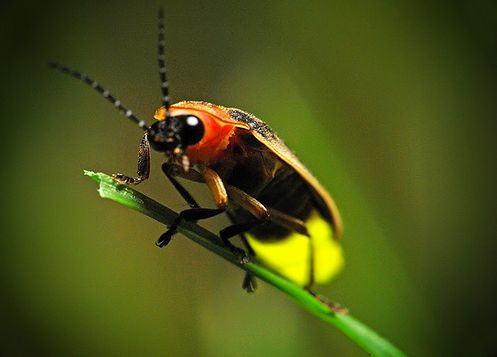 A túl nagy fény megzavarhatja számos állatfaj életét, hiszen azok a környezet fényei alapján tájékozódnak.