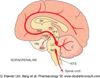 Közös jellemzők: 1. Jól körülhatárolható magokból indulnak ki Centrális noradrenerg pályák 2. Nagy agyterületek diffúz beidegzését adják 3.