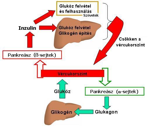A vér glükóz