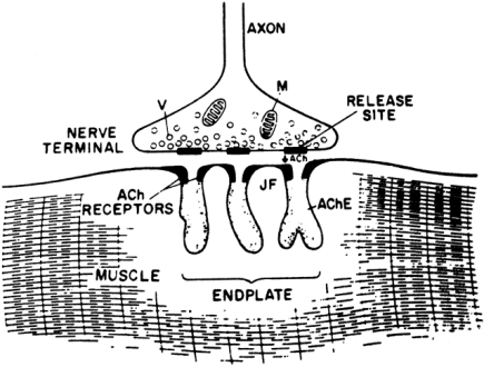 A neuromuszkuláris transzmisszió mechanizmusa: idegingerület Ach felszabadulás az idegvégződésen Na+ beáramlás és K+ kiáramlás fokozódása miatt depolarizáció az izomroston (a nyugalmi polarizált