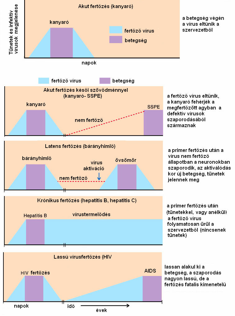 VÍRUSFERTİZÉSEK OKOZTA MEGBETEGEDÉSEK