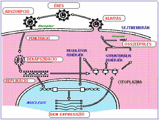 A VÍRUSOK V SZAPORODÁSÁNAK SZAKASZAI