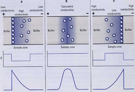 Az elektromigrációs diszperzió (EMD) zónatorzítása a minta a puffernél: (jobban vezet) (azonos vezetőképességű) kisebb vezetőképességű zóna áramlási iránya koncentr.