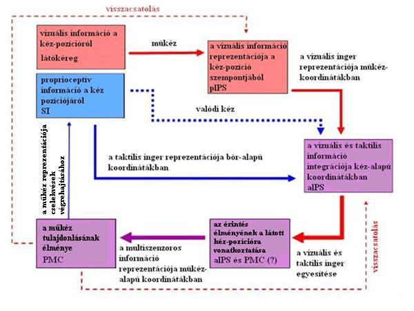 (2010). 20. ábra. Makin, Holmes és Ehrsson (2008) modellje.