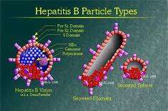 HBV hepatitis 2 milliárd a HBV infekción átesettek, 370-400 millió a HBV hordozók száma. (Magyarországon 0.5% a HBV prevalencia). Évente 0.5-1.