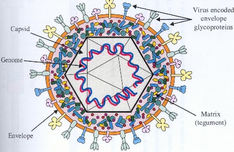 megválaszolatlan kérdés van a specifikus virális gének szerepérıl és a pathogenézissel összefüggésben (55). Még várat magára a hatékony vaccina kifejlesztésének megoldása is (56). 2.