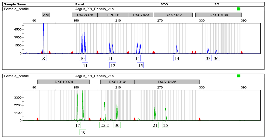 4. EREDMÉNYEK ÉS ÉRTÉKELÉSÜK, X-KROMOSZÓMA 2006-ban 219 férfi és 165 nő genotipizálását végeztem el 8 X-kromoszómális STR lókuszon a Mentype Argus X-8 PCR kittel (2. ábra).