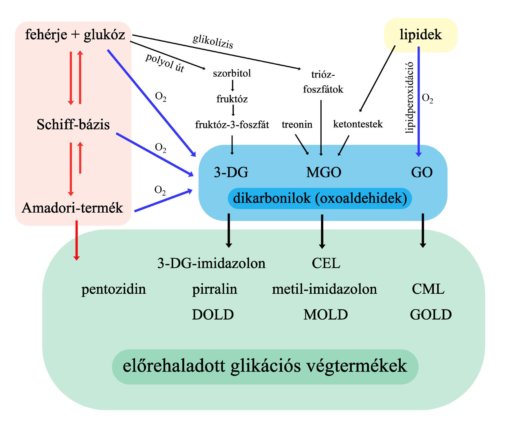 1. ábra. Az előrehaladott glikációs végtermékek képződésének vázlata. Piros nyilakkal jelöltük a nem-enzimatikus glikáció klasszikus reakcióútjának lépéseit.
