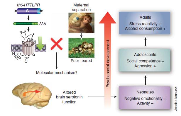 5HTTLPR és depresszió: a környezeti stressz szerepe Neuroticizmus: hajlam kellemetlen érzelmek megélésére, mint például düh, szorongás, depresszió negatív környezeti hatásokkal szembeni