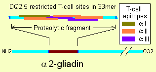 A lisztérzékenység / cöliákia * Rendellenesség leírása : felszívódási zavar autoimmun betegség * Patofiziológia: Többfaktoros rendellenesség * Felelős komponensek - fehérjék -