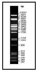 3.4.3 DNS minták minősítése és tárolása A DNS tisztaságát és mennyiségét fotometriás eljárással mértem 280 és 260 nm hullámhosszon.