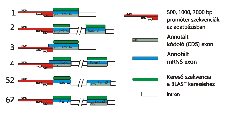 6n típus: a génhez tartozó mrns több mint 1 exonja (n számú) 5 irányban található az első CDS exonhoz képest és az első mrns exon rövidebb, mint 50 nukleotid. A BLAST keresések során az 1. és 3.